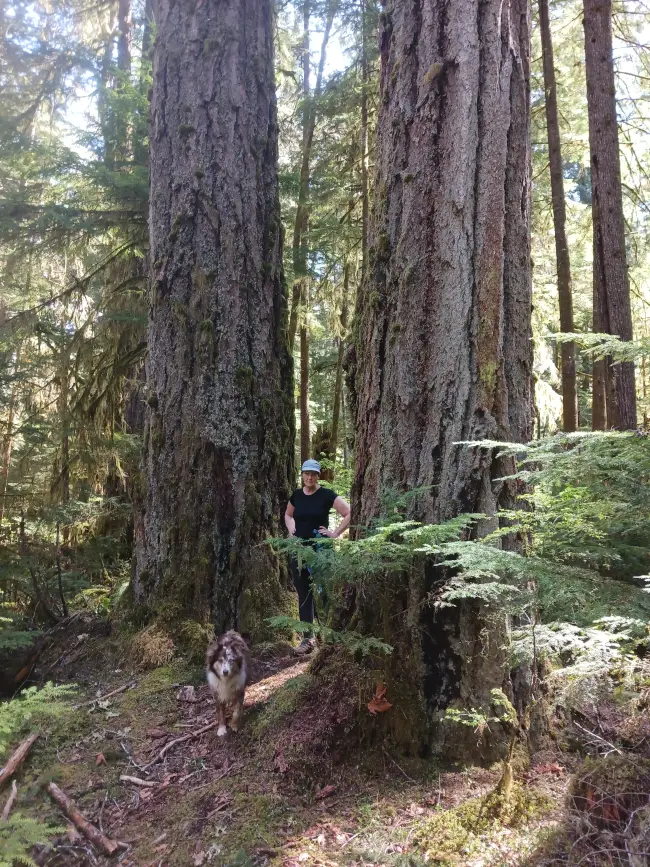 Welcome to Alberni's Stamp Long River Trail, 2 giant trees framing Outdoor Lover's host, Milly